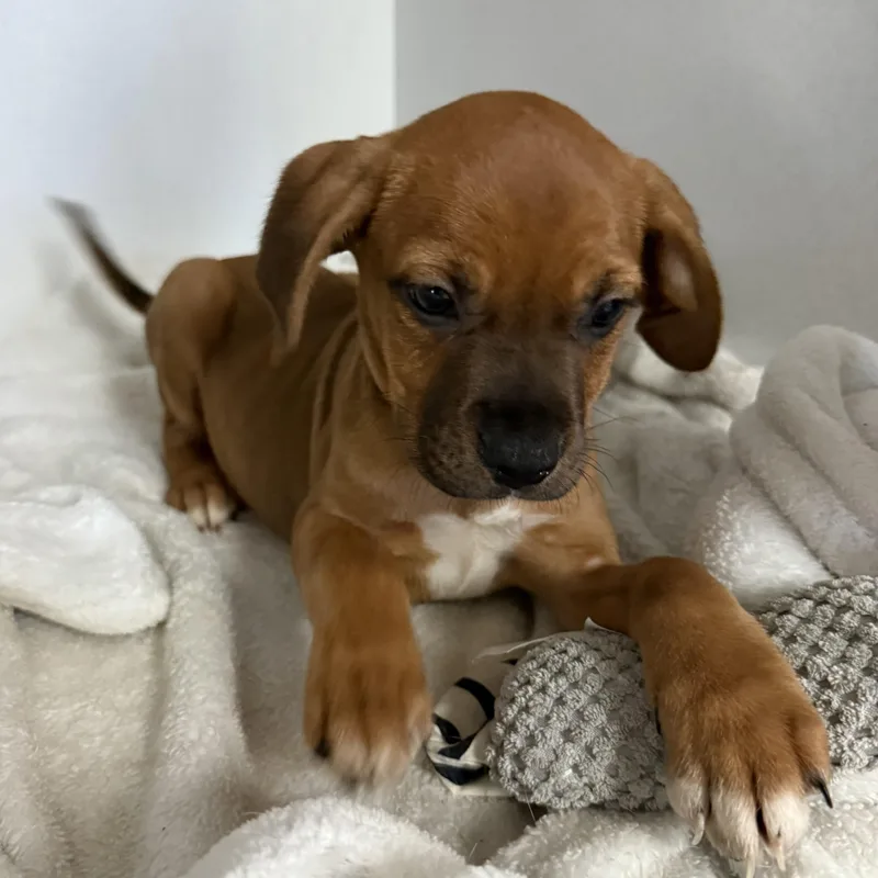 Leafy Seadragon thumbnail 4