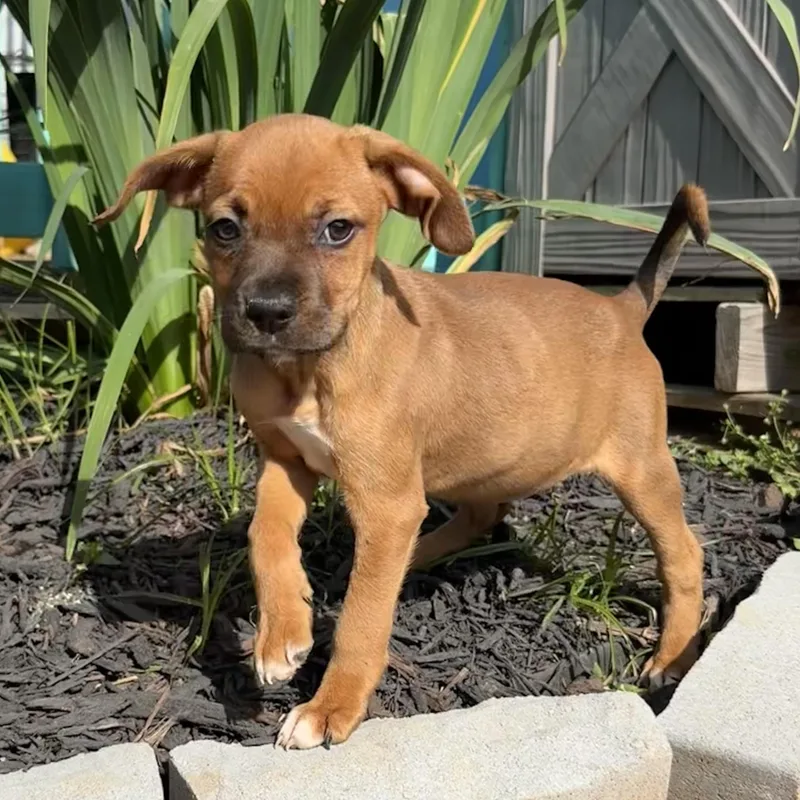 Leafy Seadragon thumbnail 5