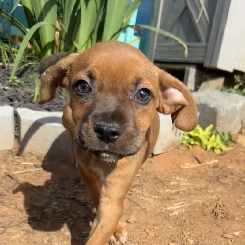 Leafy Seadragon thumbnail 6