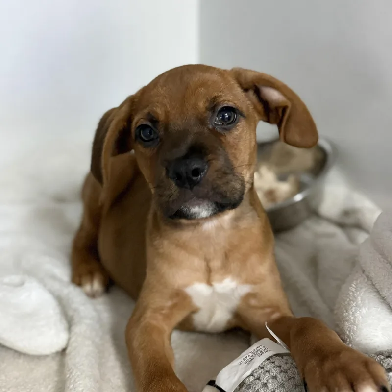 A baby medium-sized female Tricolor (Brown, Black, & White) Hound dog named Leafy Seadragon for adoption in Columbia, SC