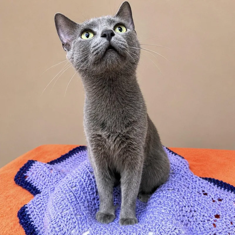 An adult medium-sized female Domestic Short Hair cat named Opal Alice for adoption in Rochester, NY