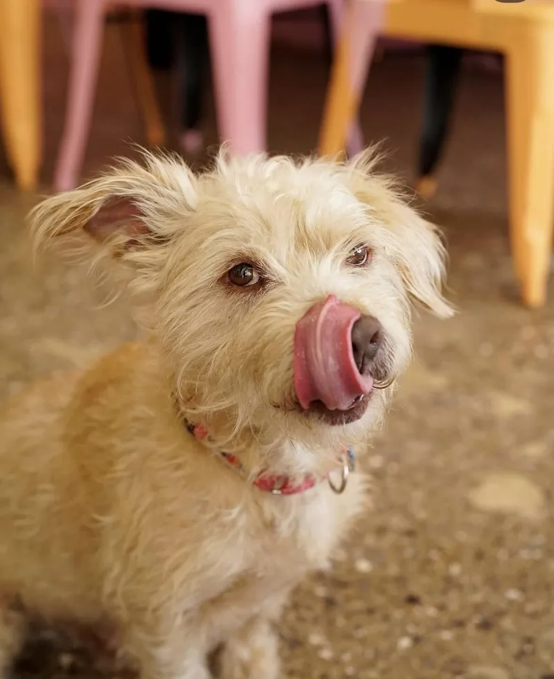 An adult medium-sized male Terrier dog named Melvin for adoption in Pasadena, CA
