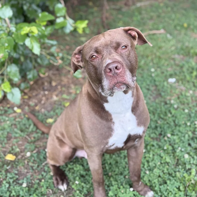 An adult large-sized male Brown / Chocolate Pit Bull Terrier dog named Jax for adoption in Ridgely, MD