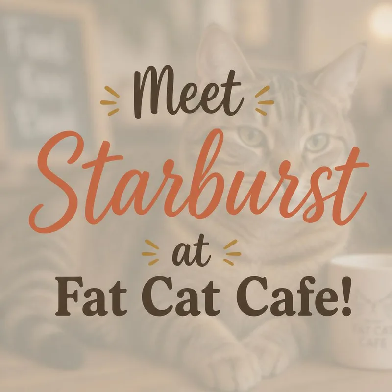 An adult medium-sized female Tabby (Brown / Chocolate) Domestic Short Hair cat named Starburst at Fat Cat for adoption in Tallahassee, FL