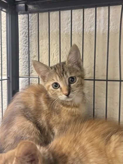A young small-sized female Domestic Medium Hair cat named Emily for adoption in Vero Beach, FL