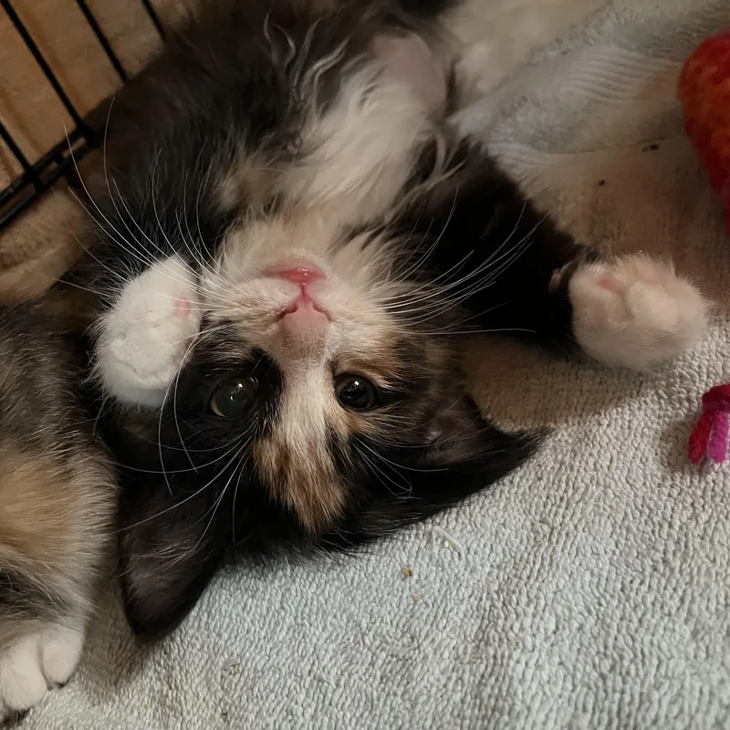 Princess thumbnail 2