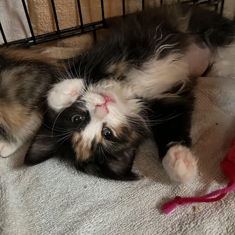 A baby small-sized female Calico Domestic Medium Hair cat named Princess for adoption in Salisbury, MA