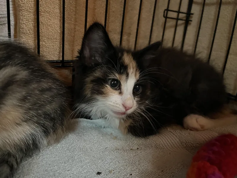 Princess thumbnail 3