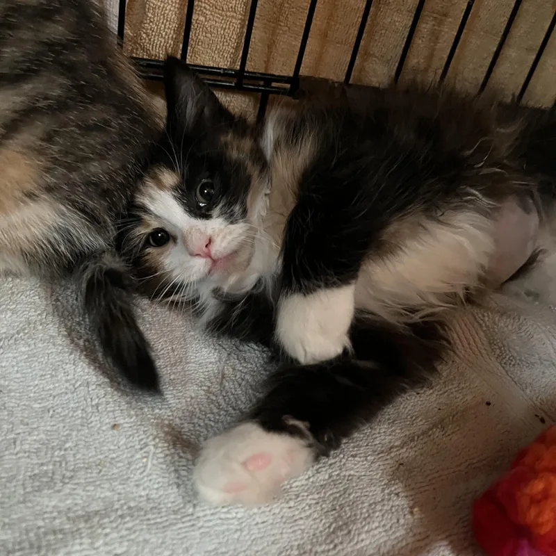 Princess thumbnail 4