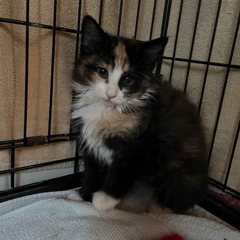 Princess thumbnail 5