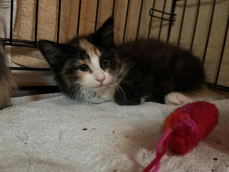 Princess thumbnail 6