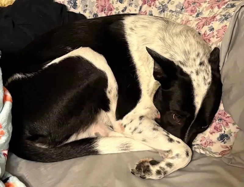 An adult medium-sized female Border Collie dog named Boozie for adoption in Bradenton, FL