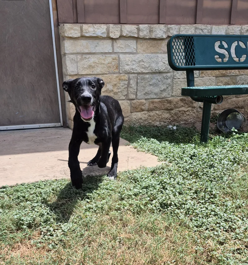A young medium-sized male Shepherd dog named Sid for adoption in Schertz, TX