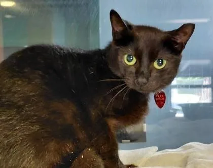 An adult medium-sized male Black Domestic Short Hair cat named Curly for adoption in Stanwood, WA