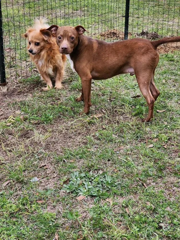 Boo Special Needs thumbnail 2