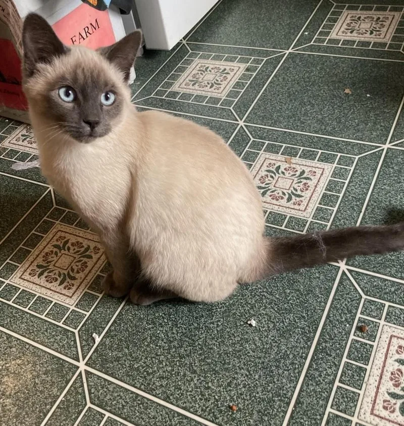 A baby small-sized male Domestic Short Hair cat named Tyoga for adoption in Saint Paul, MN