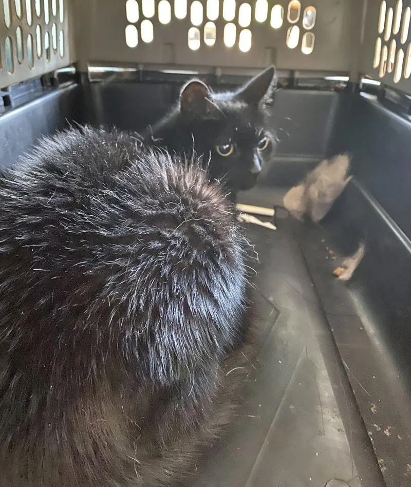 An adult small-sized female Black Domestic Short Hair cat named Jiji for adoption in Alexandria, VA