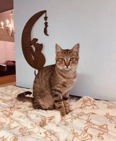 A young medium-sized female Domestic Short Hair cat named Storm for adoption in Rocky Ridge, MD