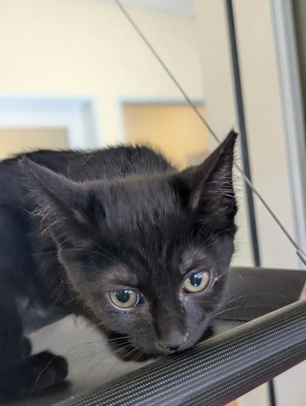 A baby small-sized female Domestic Short Hair cat named Jade for adoption in Monterey, CA