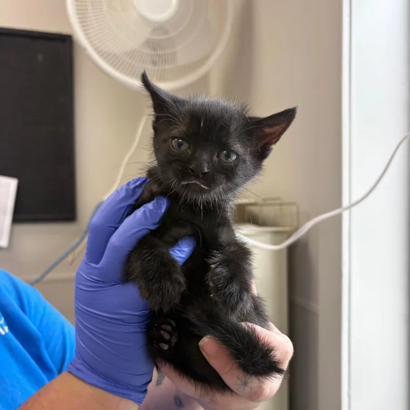 A baby small-sized male Black Domestic Short Hair cat named Bearclaw for adoption in Columbiana, AL