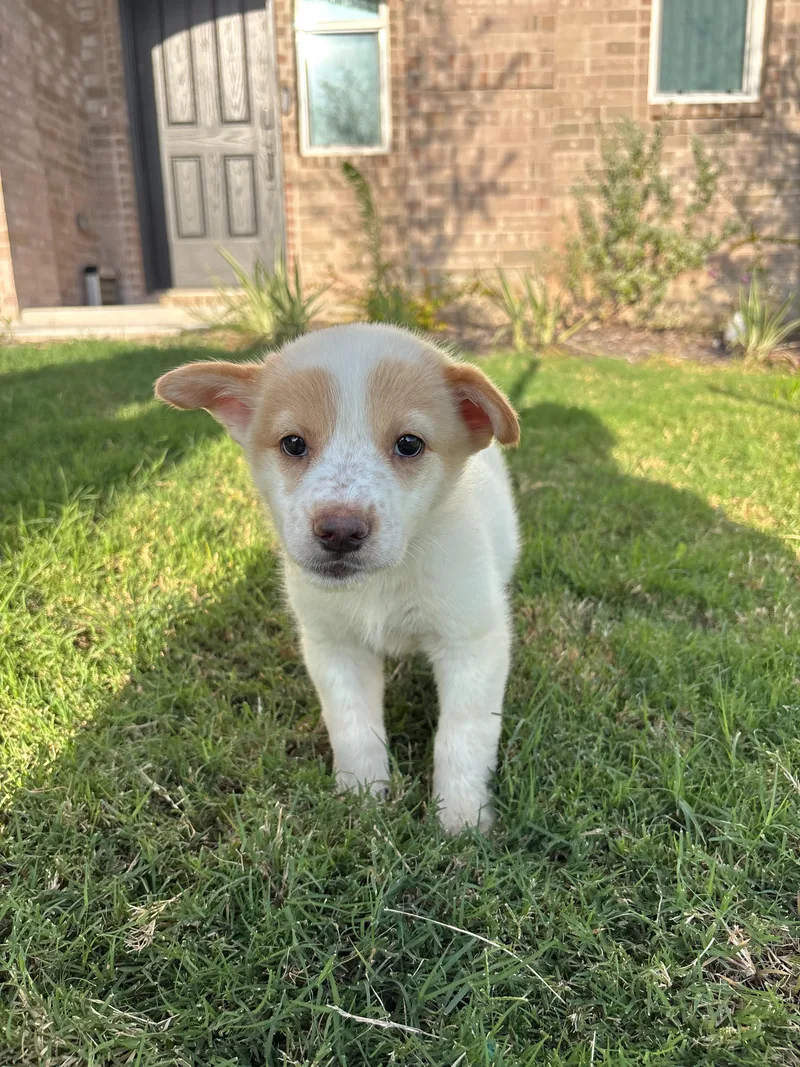 A baby medium-sized female Cattle Dog dog named Savvy for adoption in Pflugerville, TX