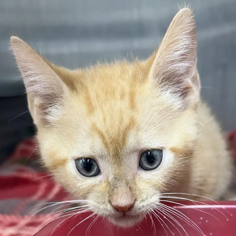 A baby small-sized male Orange / Red Domestic Short Hair cat named Cream Soda for adoption in Montgomery, AL