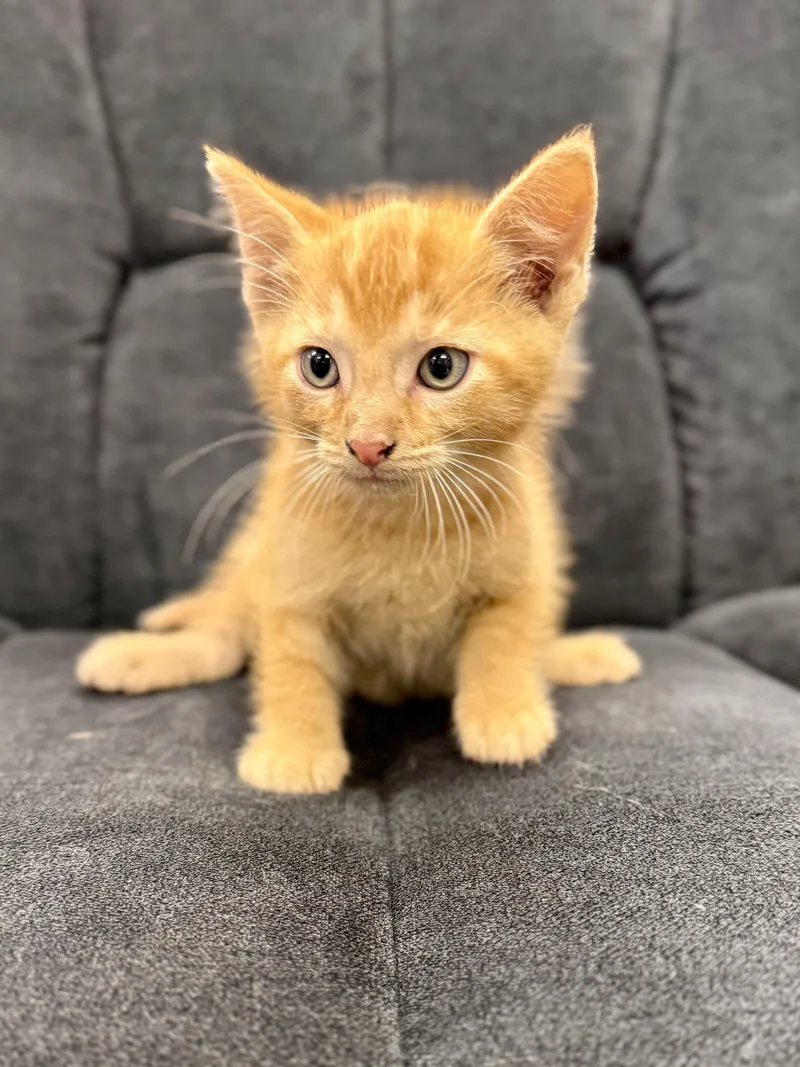 A baby medium-sized male Tabby (Orange / Red) Domestic Short Hair cat named Milk River for adoption in Midland, MI