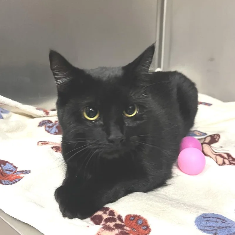 An adult medium-sized female Black Domestic Short Hair cat named Bonita for adoption in East Hampton, NY