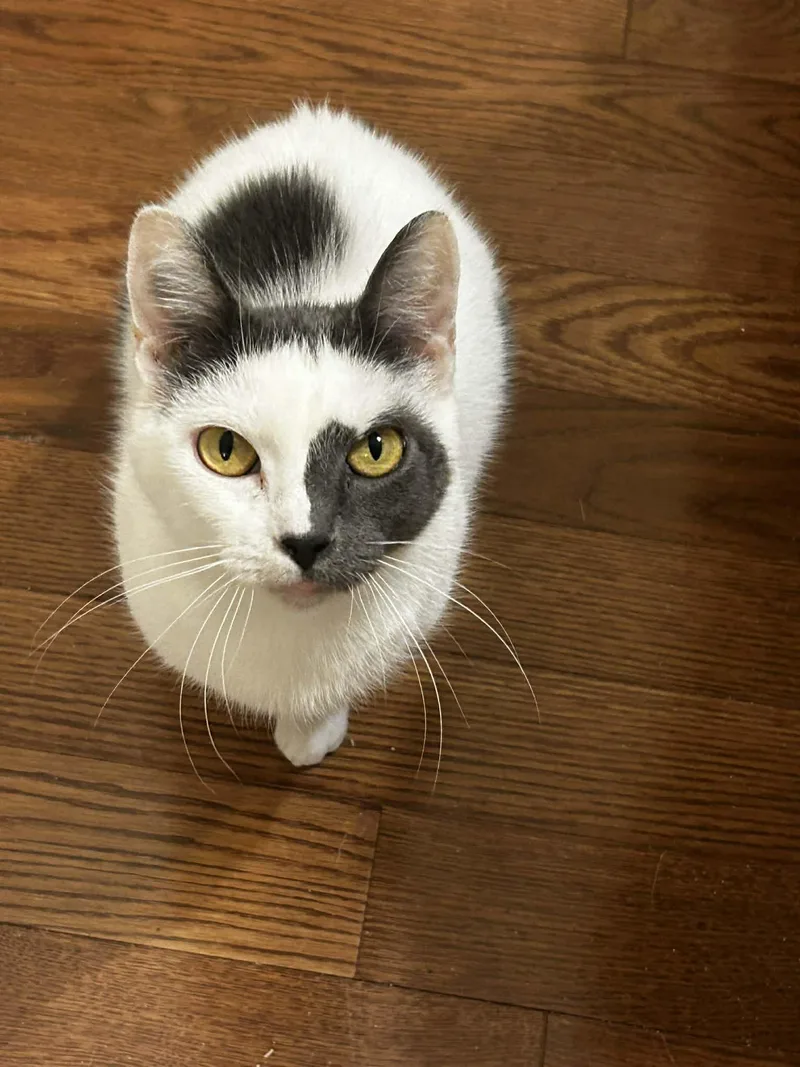 An adult medium-sized female Domestic Short Hair cat named Luna for adoption in Woodmere, NY