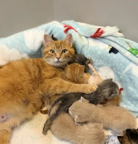 An adult medium-sized female Tabby (Orange / Red) Domestic Short Hair cat named St. Kitts for adoption in Fishers, IN