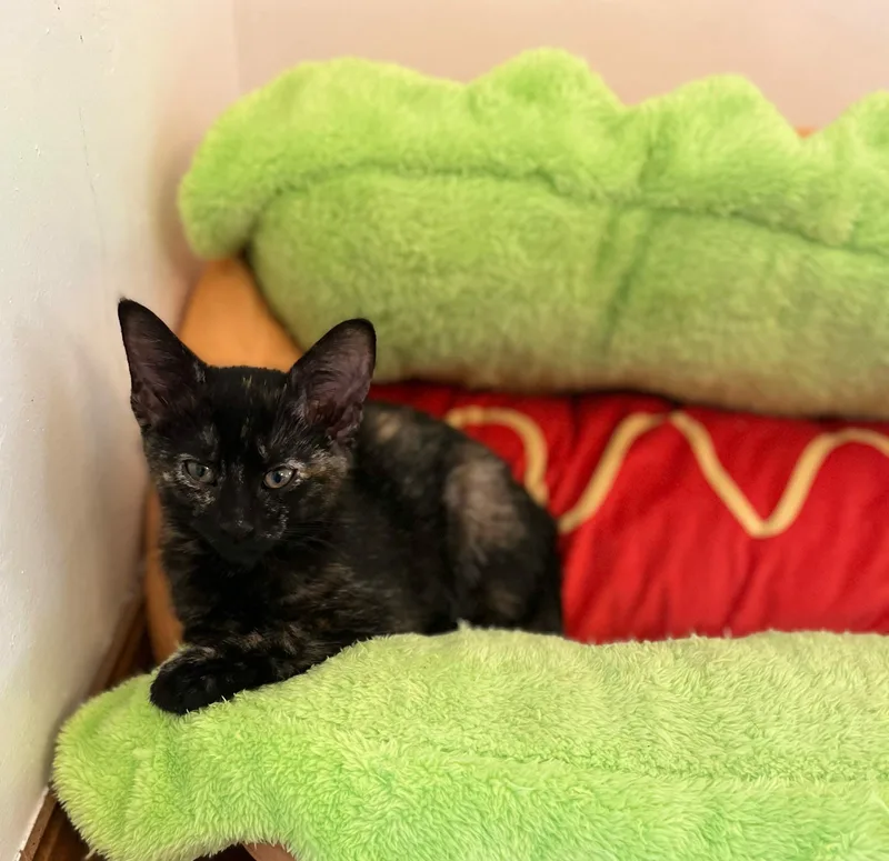 A baby medium-sized female Domestic Short Hair cat named Vivian  Tristan & for adoption in De Pere, WI