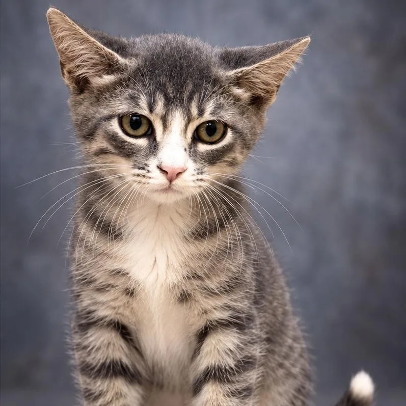 A baby medium-sized male Gray & White Domestic Short Hair cat named Edgar for adoption in Lucedale, MS