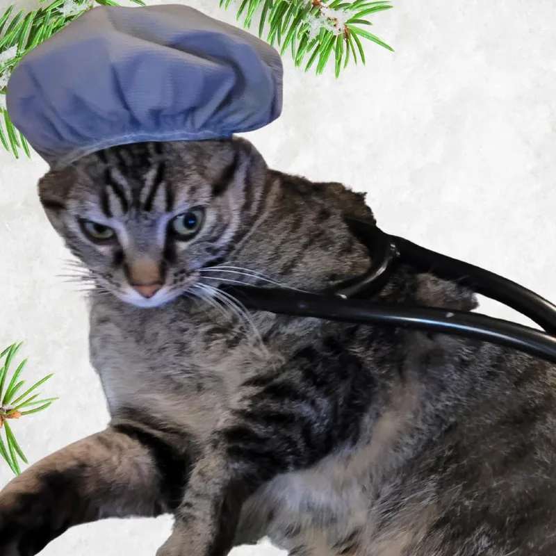 Wesley thumbnail 5