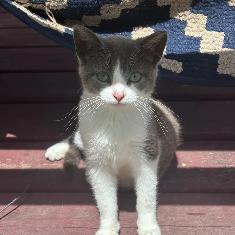 A young small-sized female Gray & White Domestic Short Hair cat named Harley Quinn for adoption in GALESVILLE, WI