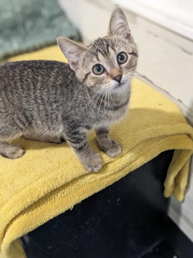 A baby small-sized female Tabby (Brown / Chocolate) Domestic Short Hair cat named Janet for adoption in Lewisburg, TN