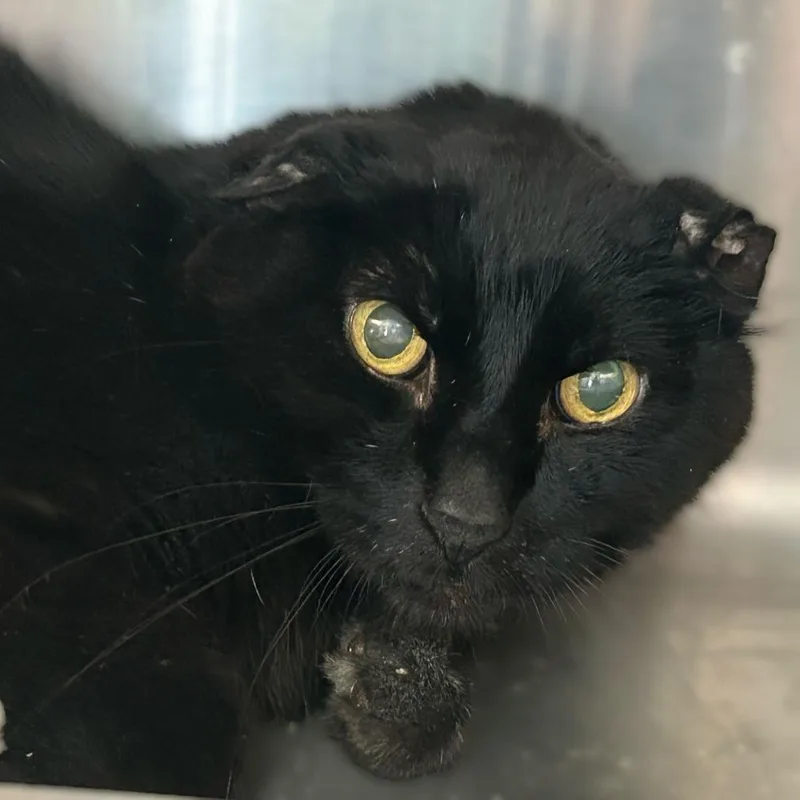 Iron Lung thumbnail 2