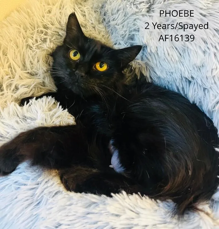 Phoebe