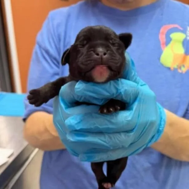 Rose Pup  Maddie thumbnail 2