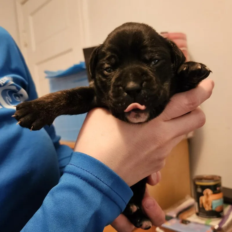 Rose Pup  Maddie thumbnail 3