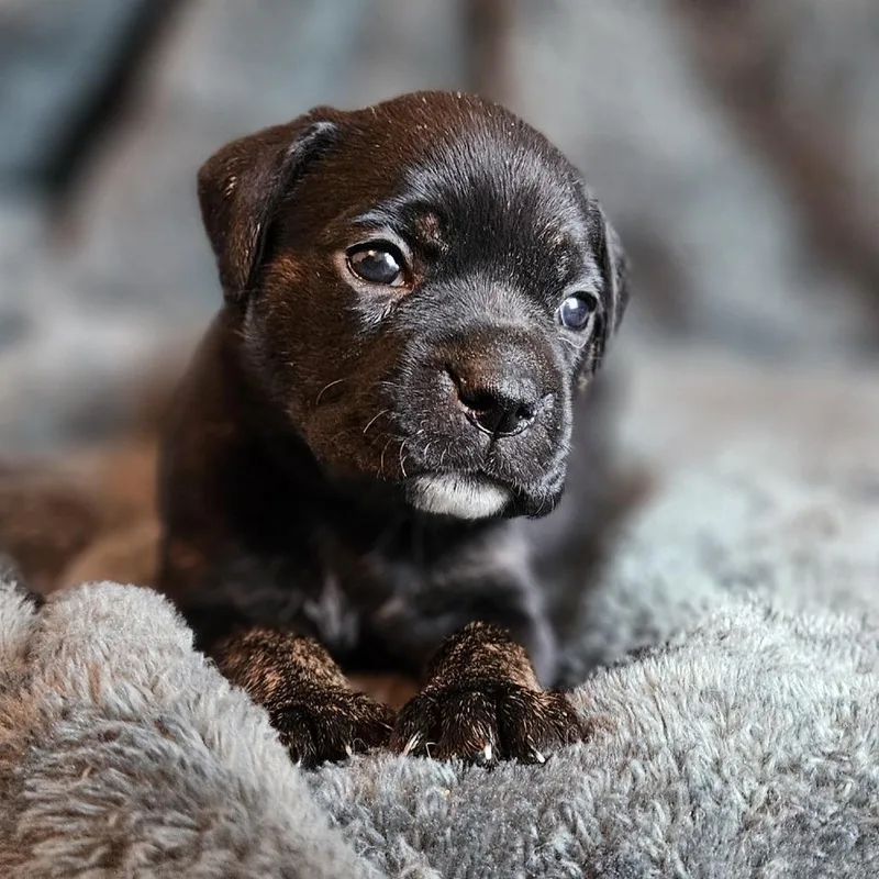 Rose Pup  Maddie thumbnail 4