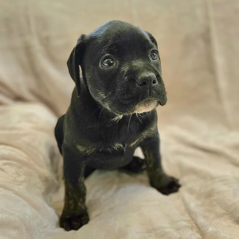 Rose Pup  Maddie thumbnail 5