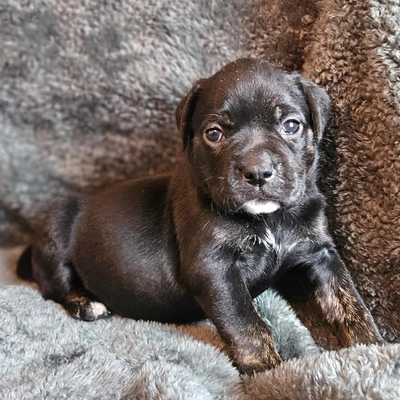 Rose Pup  Maddie thumbnail 6