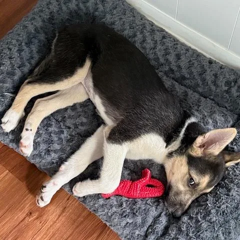 A baby medium-sized female Black Husky dog named Mia for adoption in Kansas City, MO