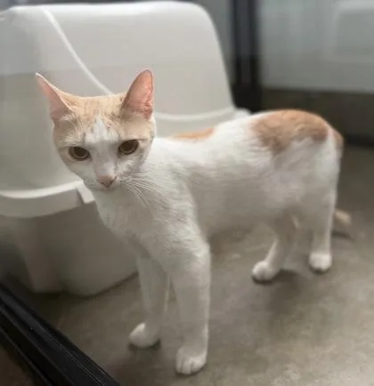 A young small-sized female Orange & White Domestic Short Hair cat named Eleanor for adoption in Dubuque, IA