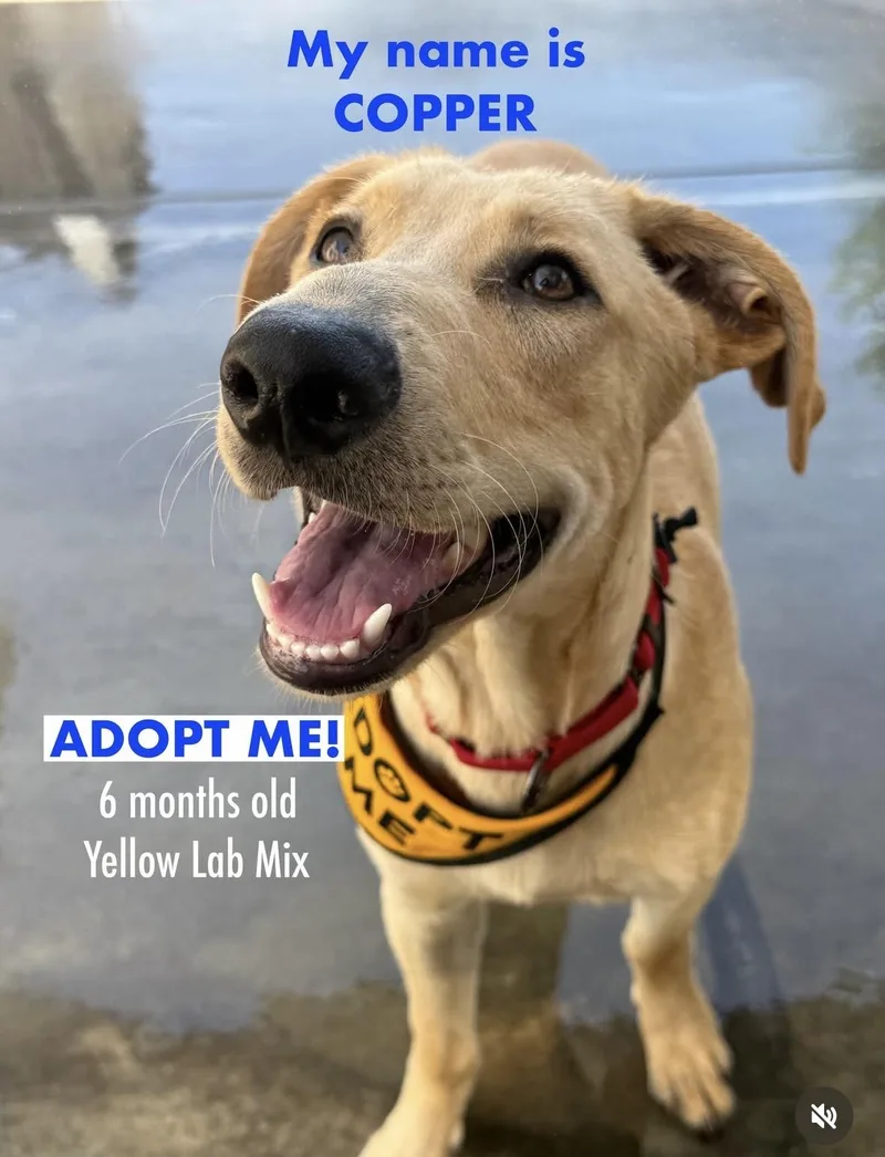 A baby large-sized male Labrador Retriever dog named Copper for adoption in Torrance, CA