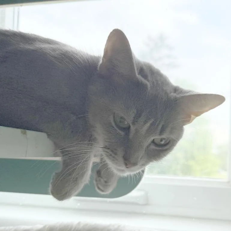 An adult medium-sized female Gray / Blue / Silver Domestic Short Hair cat named Willow for adoption in Morrisville, VT