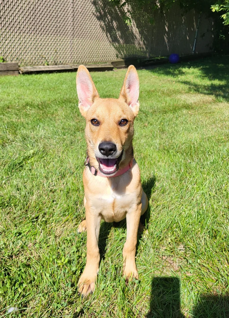 A baby medium-sized male Apricot / Beige Carolina Dog dog named Echo for adoption in Grayslake, IL