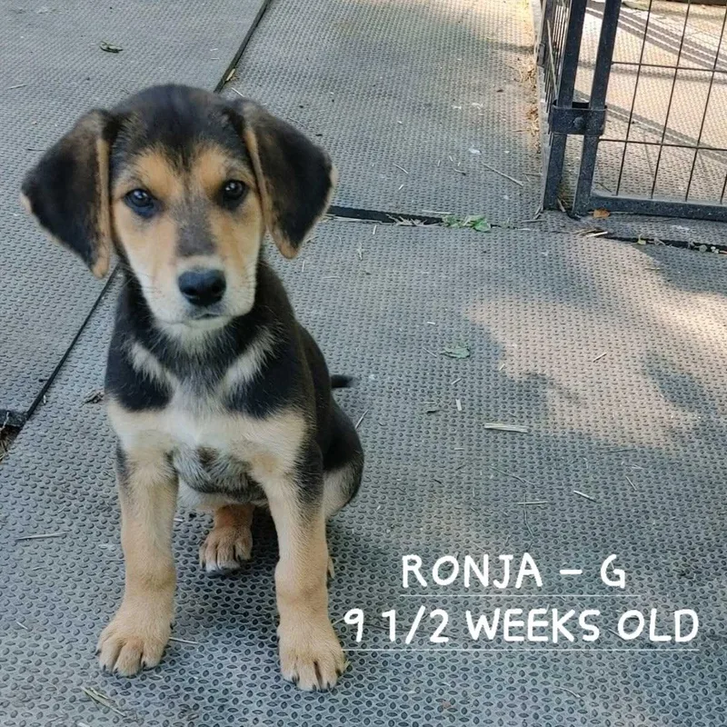 Ronja