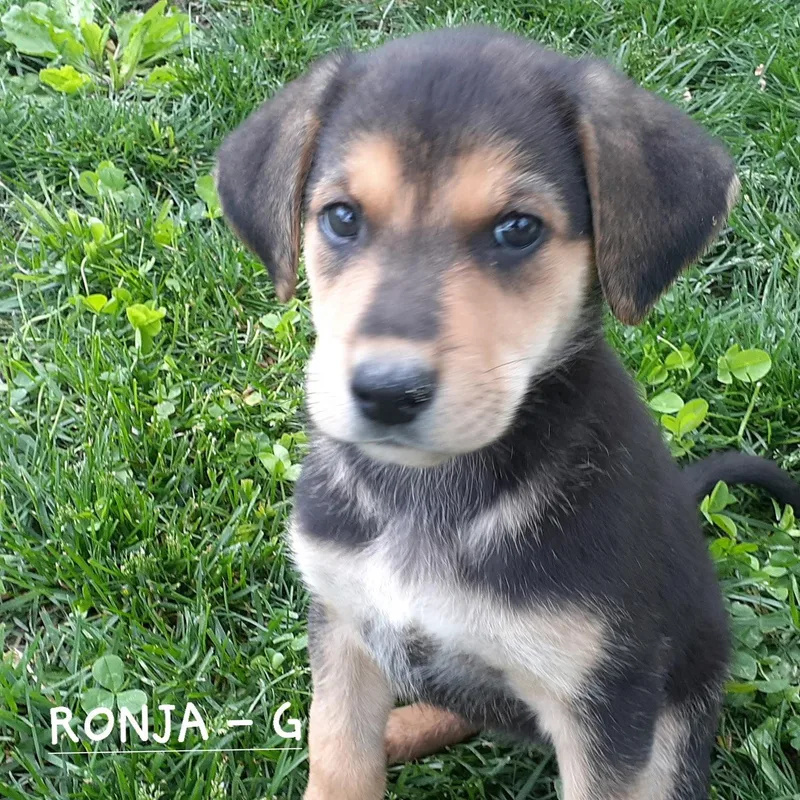 Ronja thumbnail 2