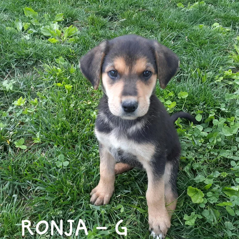 Ronja thumbnail 3
